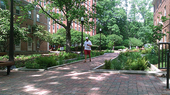 Backyard: Phase 1 | Raleigh USA | NC State Department of Landscape ...