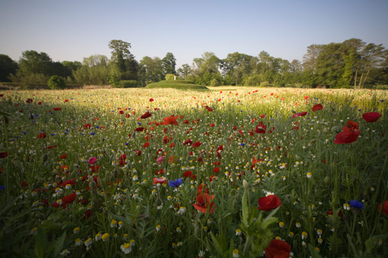 The Meadow Garden | Glouchester, UK | Brodie Mcallister