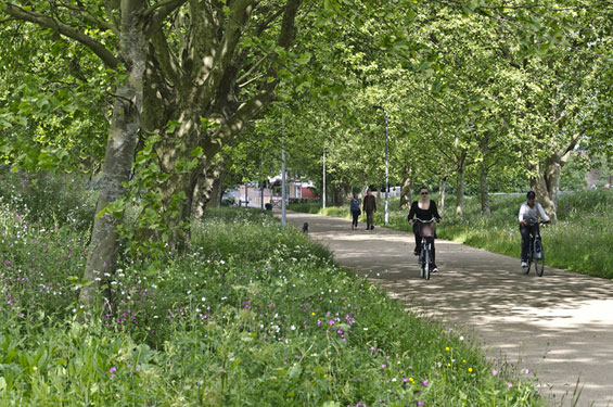Marsh-Lane-3-wildflower-path