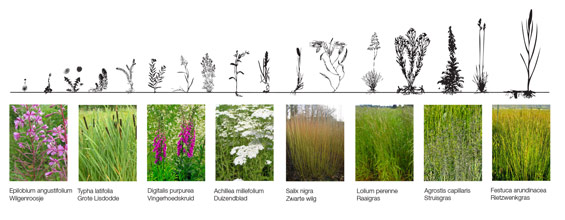 ©-DELVA-Landscape-Architects---Purifying-Park-de-Ceuvel---Phyoremediation---Buiksloterham---Amsterdam---A-thorough-analysis-of-purifying-plants-to-achieve-an-attractive-and-purifying-park