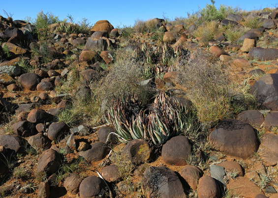 Typical-local-geology-and-vegetation