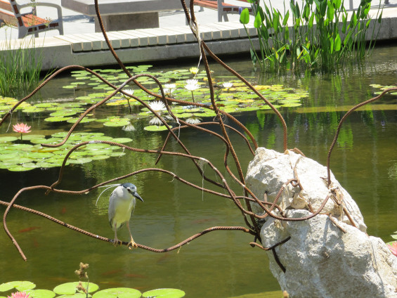 07-night-heron-in-lily-pond