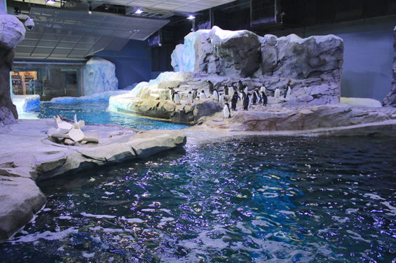 Penguins-in-Habitat-3---Jennie-Miller