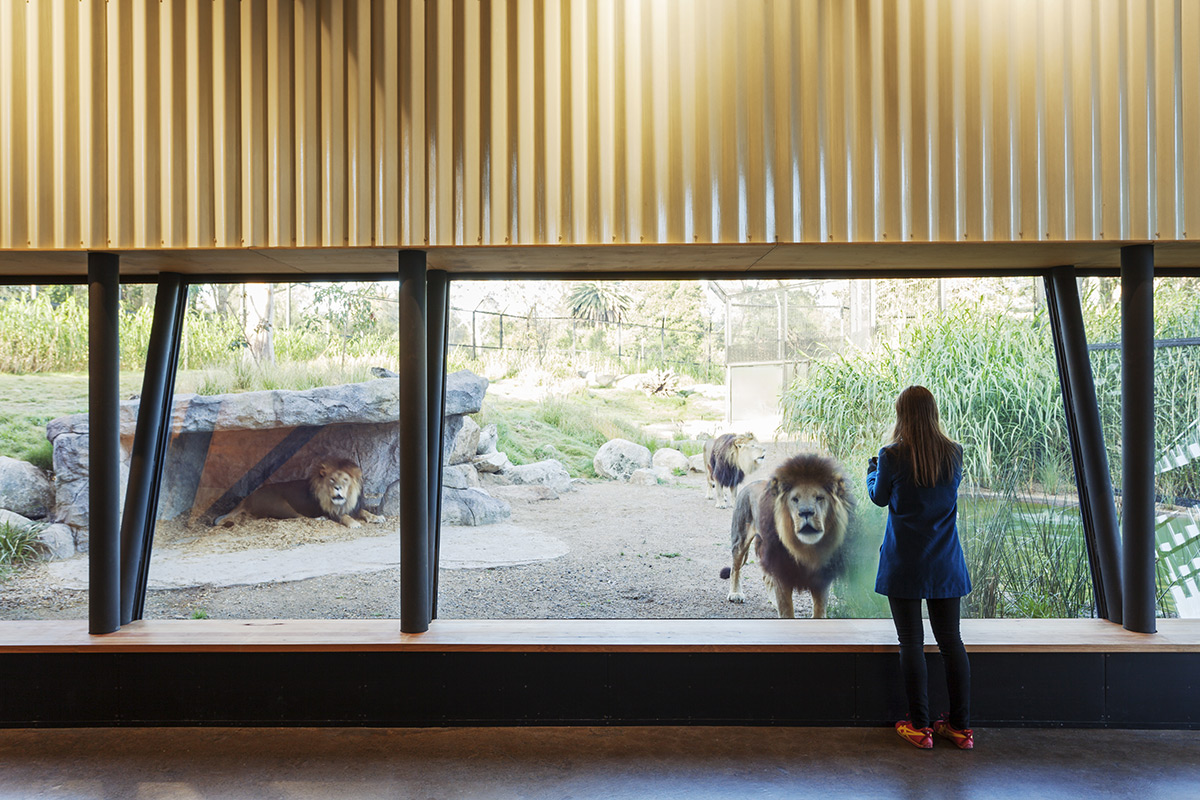Urban Initiatives creates immersive visitor experience at Melbourne Zoo