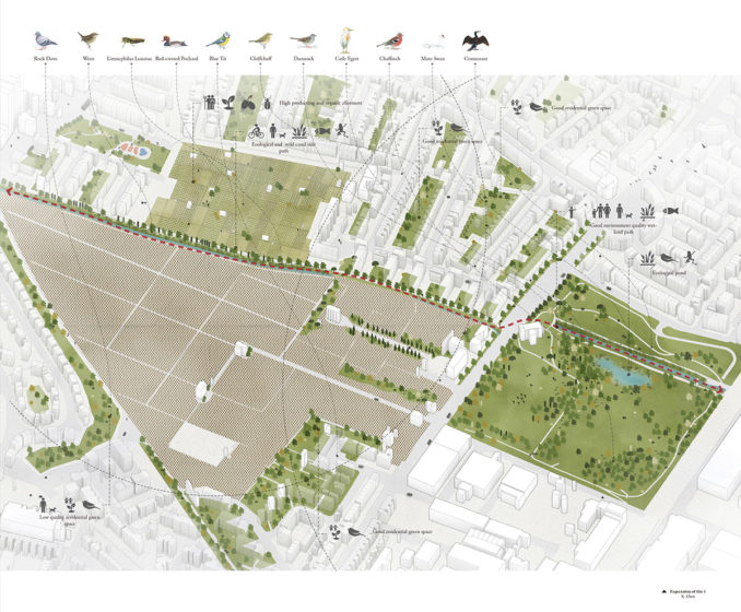 Urban Rewilding - Concept Plan - Birds - Wildlife