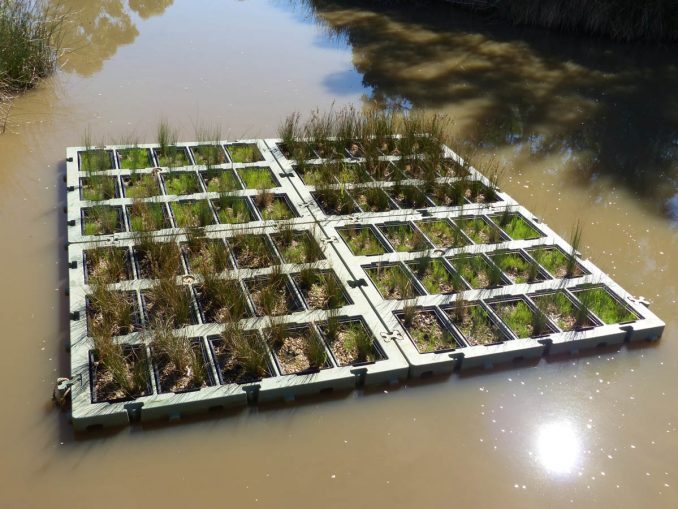 Harmful PFAS pollutants can be removed from contaminated water by Australian native rushes in this floating wetland system