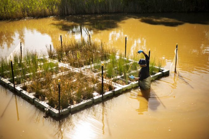 Harmful PFAS pollutants can be removed from contaminated water by Australian native rushes in this floating wetland system