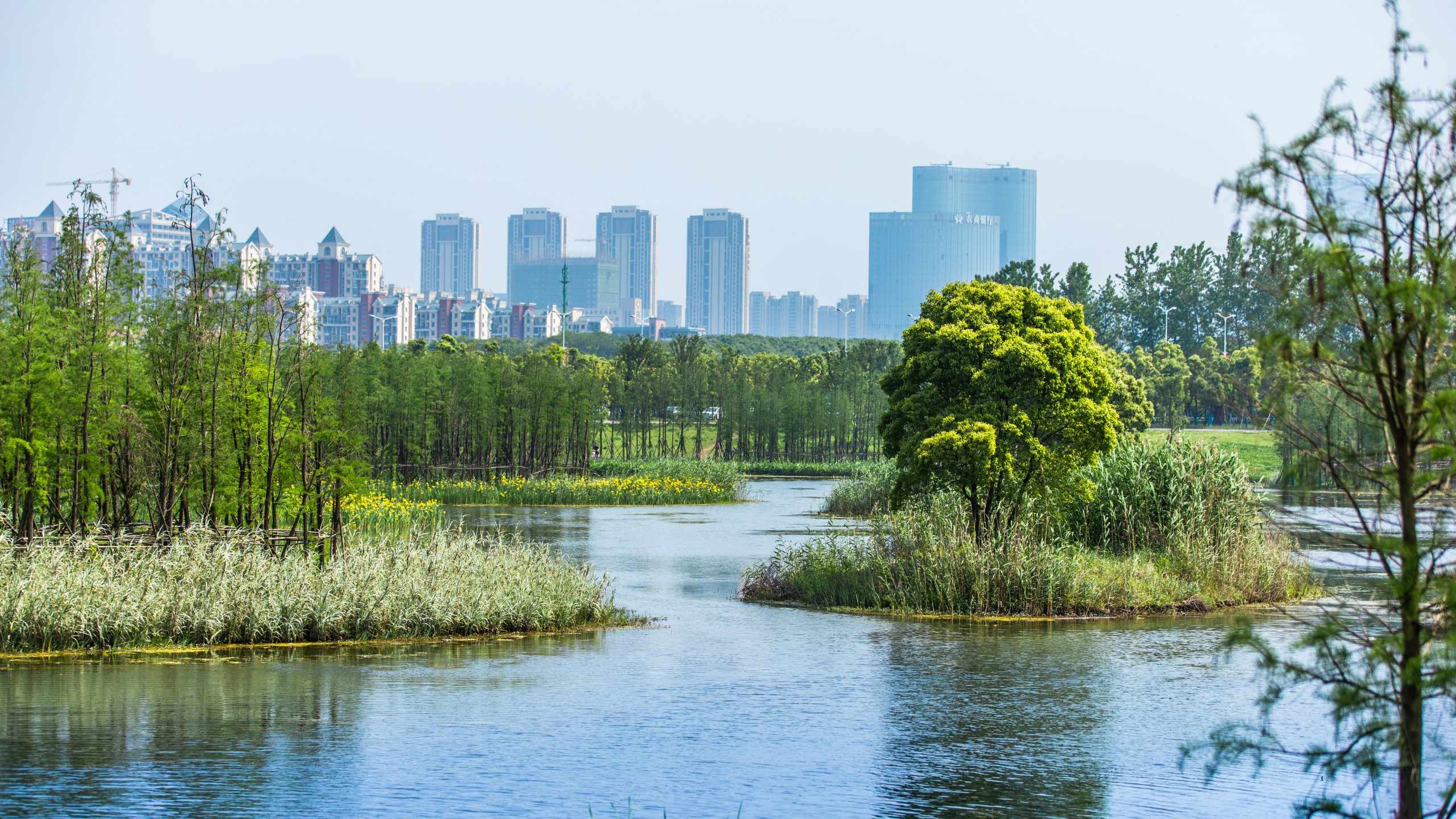 A Floating Forest: Fish Tail Park in Nanchang City