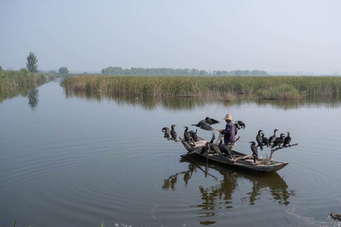 Yangtze Delta Polders