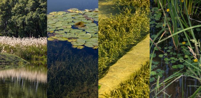 Yangtze Delta Polders