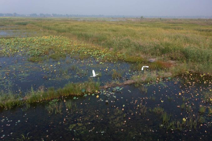 Yangtze Delta Polders