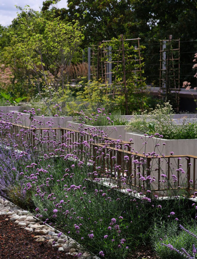 Appleby Blue - Landscape Architect: Grant Associates - Looking at purple flowering plant