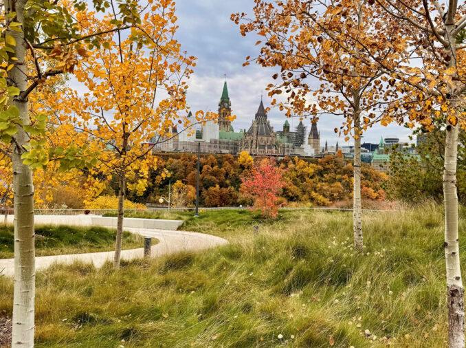 Kiweki Point-Ottawa-Canada View of seasonal planting birch, grasses, autumn, fall colour