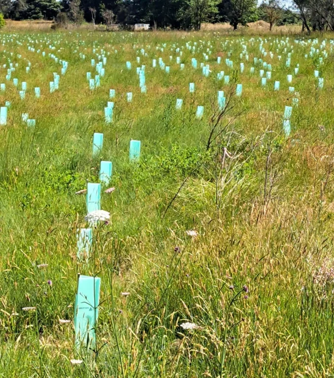 Uralla Racecourse Lagoon Reserve, Stage 1 ecological restoration planting in late 2024